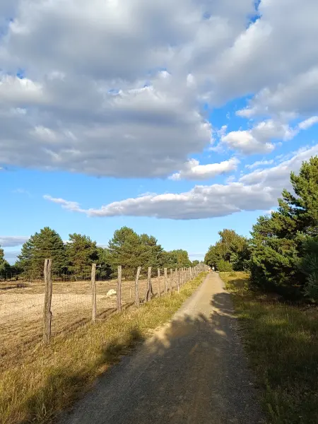 202608110-18 - Schönower Heide bei Bernau, Barnimer Land, Brandenburg, Deutschland