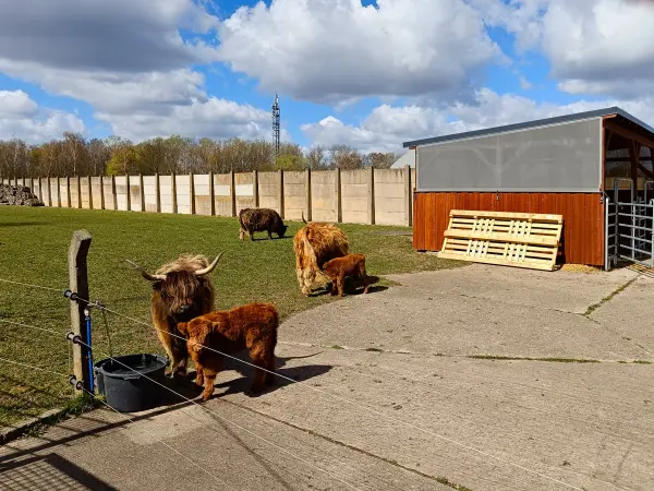 202604060-21 - Schottische Hochlandrinder in Blankenfelde, Berlin, Deutschland