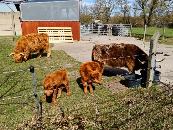 202604060-22 - Schottische Hochlandrinder in Blankenfelde, Berlin, Deutschland