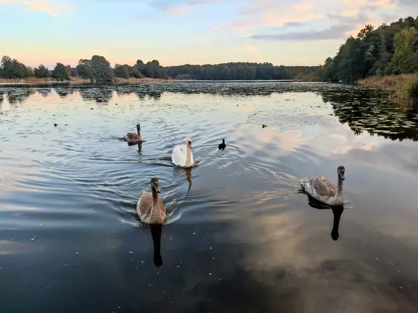 202310250-49 - Schwäne auf dem Mühlenteich bei Kloster Lehnin, Fläming, Brandenburg, Deutschland