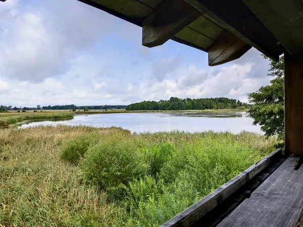 202308260-19 - Schwanensee am Pfefferfließ bei Stangenhagen, Fläming, Brandenburg, Deutschland