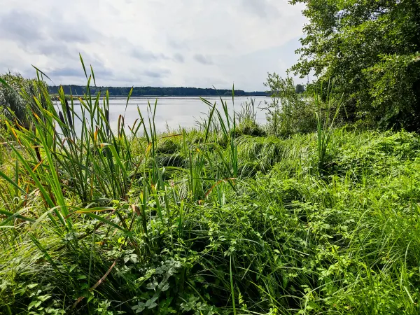 202308260-21 - Schwanensee am Pfefferfließ bei Stangenhagen, Fläming, Brandenburg, Deutschland