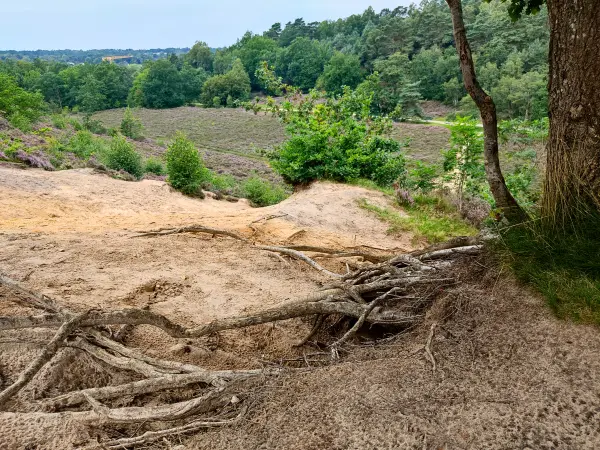 202308190-44 - Schwarze Berge, Hamburg, Deutschland