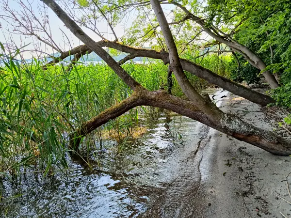 202506170-30 - Schweriner Außensee bei Gallentin, Mecklenburgische Seenplatte, Mecklenburg-Vorpommern, Deutschland