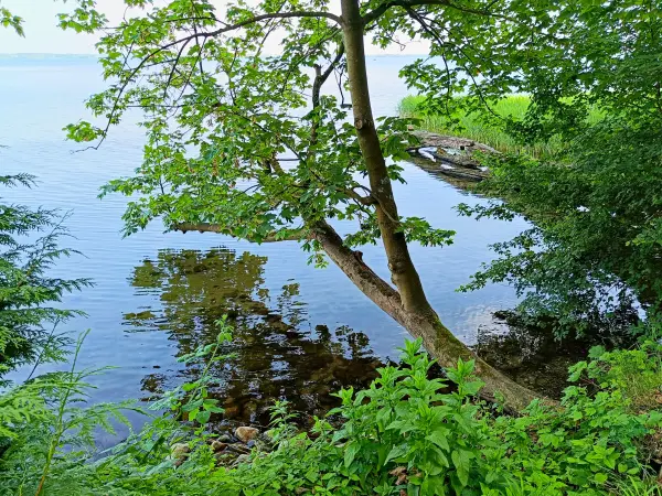 202506170-41 - Schweriner Außensee bei Lübstorf, Mecklenburgische Seenplatte, Mecklenburg-Vorpommern, Deutschland