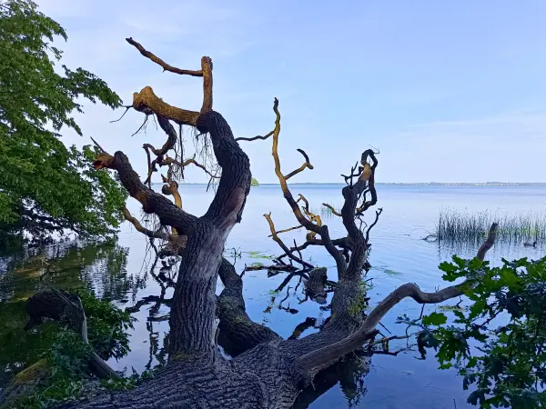 202506170-44 - Schweriner Außensee bei Lübstorf, Mecklenburgische Seenplatte, Mecklenburg-Vorpommern, Deutschland