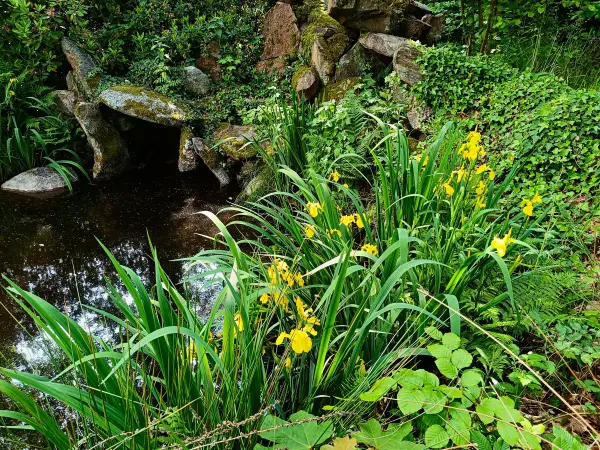 202505310-01 - Schwertlilien im Schlosspark Wiesenburg, Fläming, Brandenburg, Deutschland