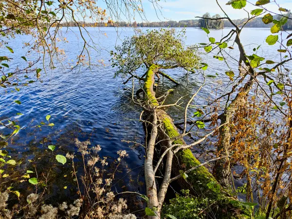 202311130-20 - Seddinsee bei Müggelheim, Berlin, Deutschland