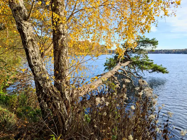 202311130-33 - Seddinsee bei Müggelheim, Berlin, Deutschland