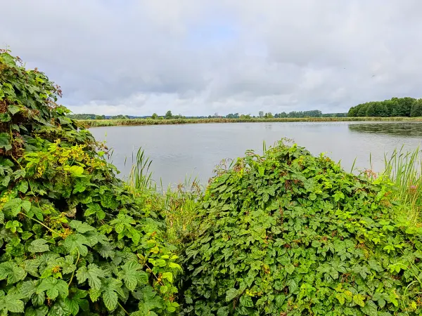 202308260-13 - See am Pfefferfließ bei Stangenhagen, Fläming, Brandenburg, Deutschland