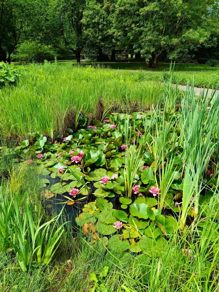 202506070-13 - Seerosenteich im Botanischen Volkspark Pankow, Berlin, Deutschland