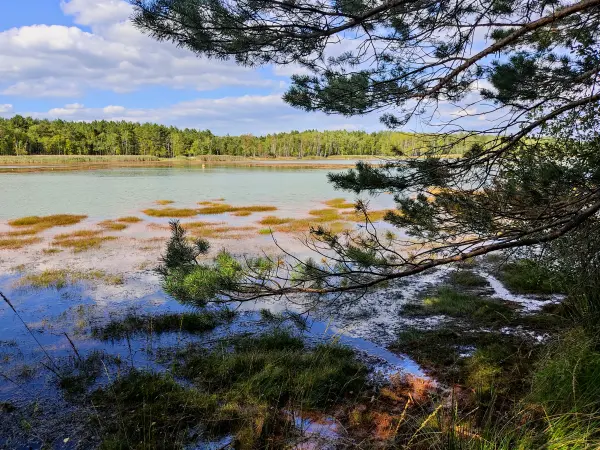 202309150-18 - Senftenberger See zwischen Großkoschen und Niemtsch, Lausitz, Brandenburg, Deutschland