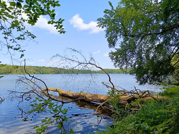 202506110-05 - Sidowsee bei Himmelpfort, Ruppiner Seenland, Brandenburg, Deutschland