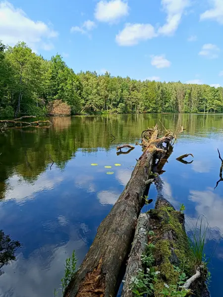 202506110-06 - Sidowsee bei Himmelpfort, Ruppiner Seenland, Brandenburg, Deutschland