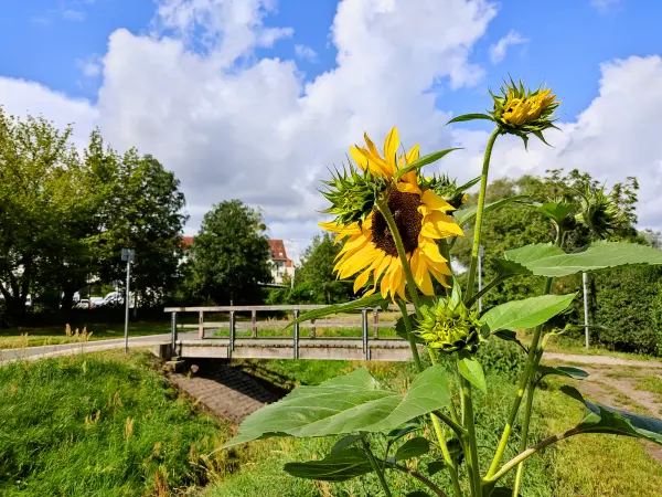 202309020-06 - Sonnenblume am Grünzug Bullengraben in Spandau, Berlin, Deutschland