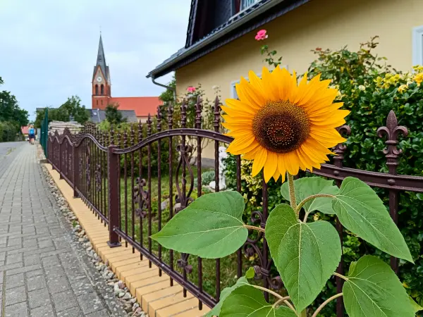 202508160-01 - Sonnenblume in Hammelspring, Uckermark, Brandenburg, Deutschland