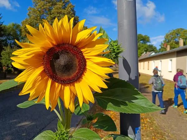 202609050-01 - Sonnenblume in Karwe, Ruppiner Seenland, Brandenburg, Deutschland
