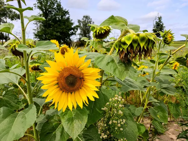 202308050-17 - Sonnenblumen bei Grubo, Fläming, Brandenburg, Deutschland