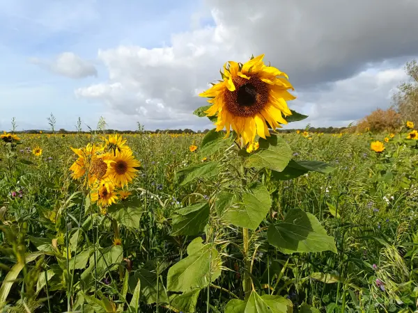 202610140-14 - Sonnenblumen bei Riedebeck, Lausitz, Brandenburg, Deutschland