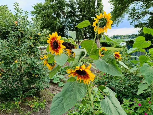 202507300-13 - Sonnenblumen in einem Garten in Geltow, Brandenburg, Deutschland