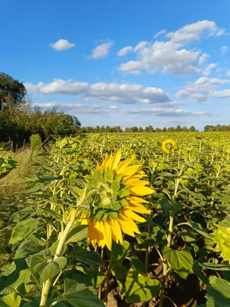 202607280-08 - Sonnenblumenfeld bei Großziethen, Fläming, Brandenburg, Deutschland