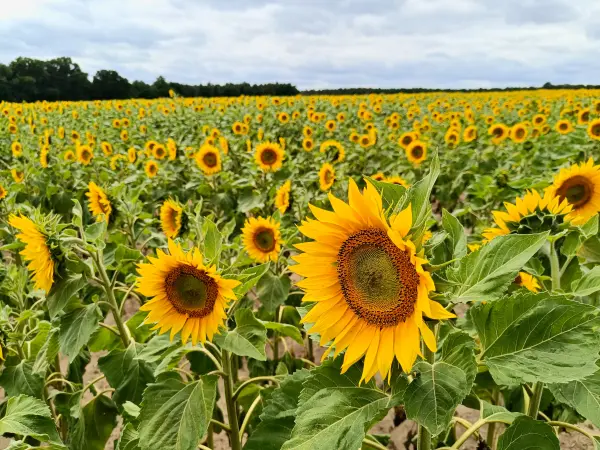 202607040-15 - Sonnenblumenfeld bei Kolpin, Seenland Oder-Spree, Brandenburg, Deutschland
