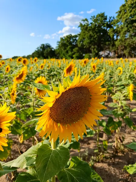 202607210-25 - Sonnenblumenfeld bei Kotzen, Havelland, Brandenburg, Deutschland