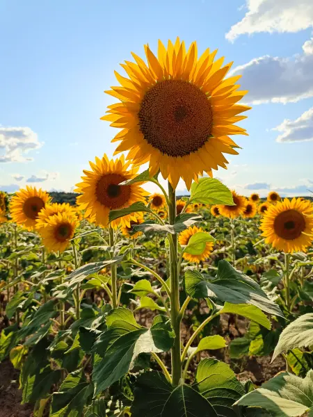 202607210-26 - Sonnenblumenfeld bei Kotzen, Havelland, Brandenburg, Deutschland