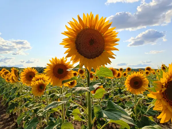 202607210-27 - Sonnenblumenfeld bei Kotzen, Havelland, Brandenburg, Deutschland