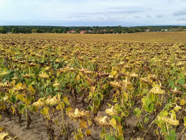202609040-06 - Sonnenblumenfeld bei Stücken, Fläming, Brandenburg, Deutschland