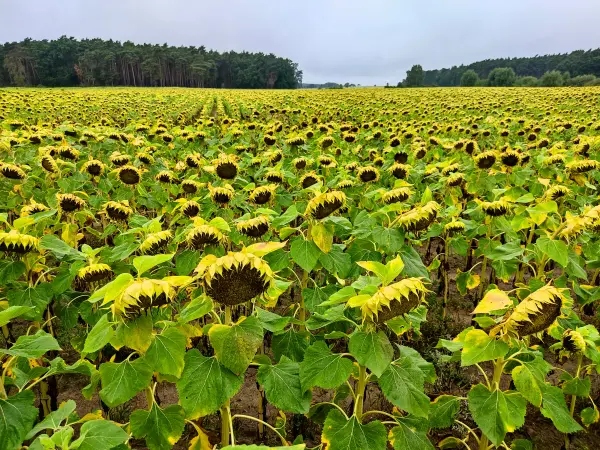 202308260-03 - Sonnenblumenfeld in der Nuthe-Nieplitz-Niederung, Fläming, Brandenburg, Deutschland