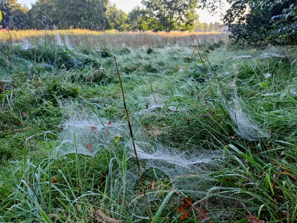 202309240-10 - Spinnennetze bei Henstedt-Ulzburg, Schleswig-Holstein, Deutschland