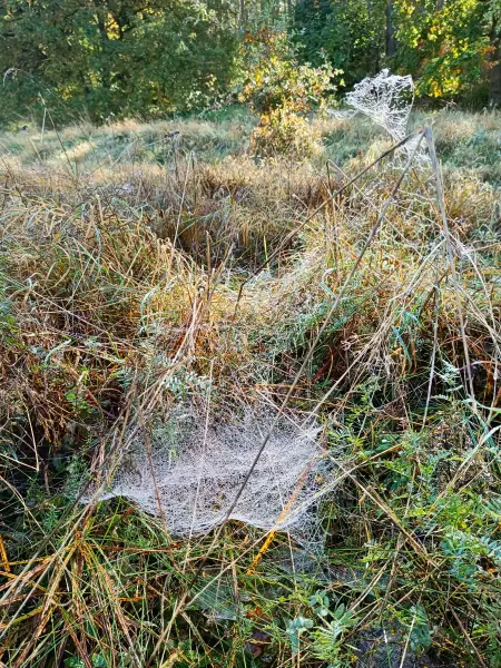 202510130-07 - Spinnennetze im Morgentau bei Krakow am See, Mecklenburgische Seenplatte, Mecklenburg-Vorpommern, Deutschland