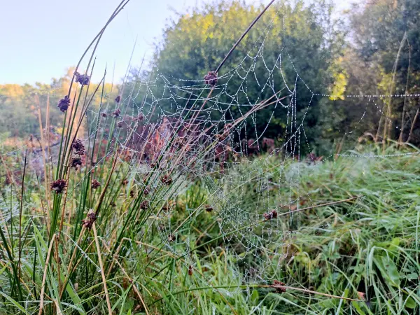202309240-22 - Spinnennetze in der Oberalsterniederung bei Rhen, Schleswig-Holstein, Deutschland