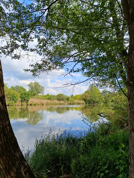 202605160-15 - Spree bei Hartmannsdorf, Spreewald, Brandenburg, Deutschland