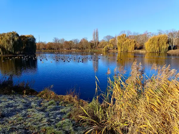 202511210-03 - Stadtsee in Stendal, Altmark, Sachsen-Anhalt, Deutschland