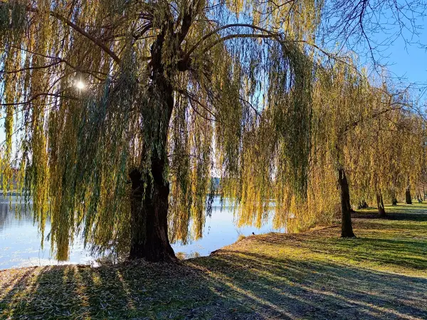 202511210-05 - Stadtsee in Stendal, Altmark, Sachsen-Anhalt, Deutschland