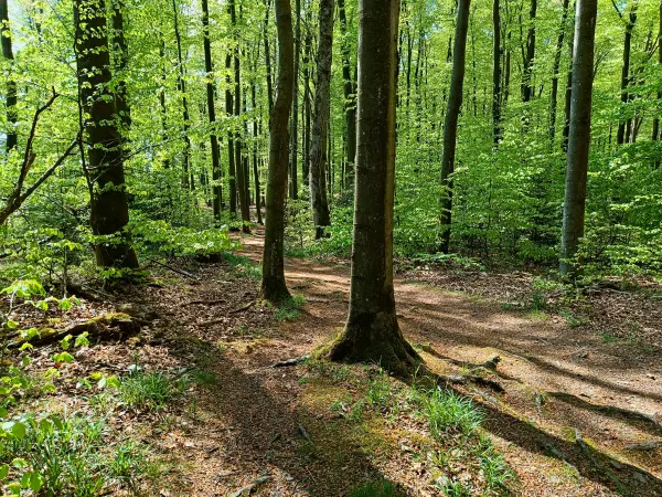 202604210-12 - Stadtwald Hagen, Ruhrgebiet, Nordrhein-Westfalen, Deutschland