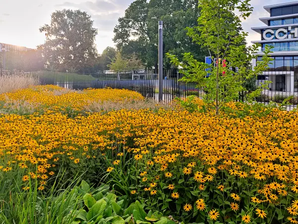 202309220-29 - Staudenbeet in Planten un Blomen, Hamburg, Deutschland