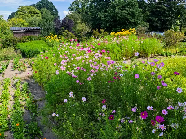202308230-17 - Staudengarten im Gut Wulfsdorf bei Ahrensburg, Schleswig-Holstein, Deutschland