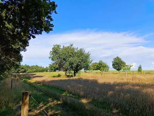 202508020-34 - Steuobstwiese bei Müncheberg, Seenland Oder-Spree, Brandenburg, Deutschland
