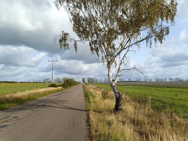 202610140-13 - Straße bei Riedebeck, Lausitz, Brandenburg, Deutschland