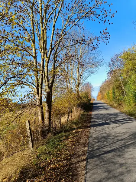 202511050-21 - Straße nach Groß Labenz, Mecklenburgische Seenplatte, Mecklenburg-Vorpommern, Deutschland