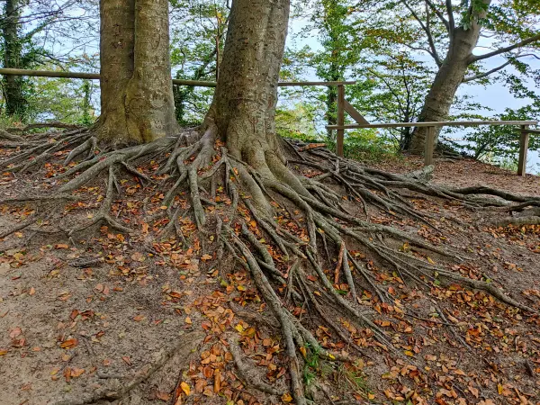 202310170-47 - Streckelsberg bei Koserow, Usedom, Mecklenburg-Vorpommern, Deutschland