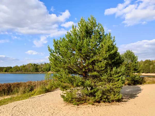 202309150-28 - Südsee am Senftenberger See zwischen Großkoschen und Niemtsch, Lausitz, Brandenburg, Deutschland