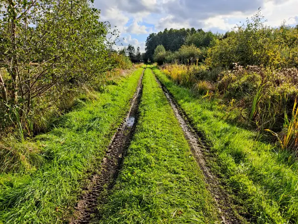 202310250-32 - Sumpfwiesen bei Emstal, Fläming, Brandenburg, Deutschland