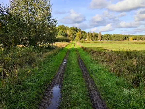 202310250-33 - Sumpfwiesen bei Emstal, Fläming, Brandenburg, Deutschland