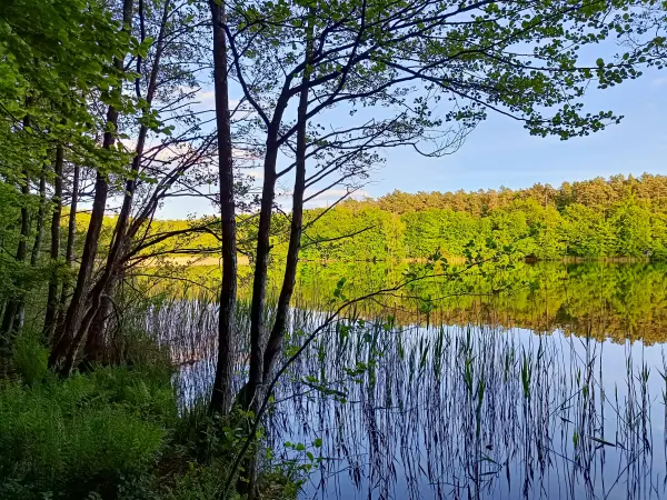 202505130-41 - Tannensee im Müritz-Nationalpark, Mecklenburgische Seenplatte, Mecklenburg-Vorpommern, Deutschland