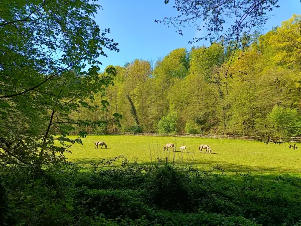 202604230-24 - Tarpan-Gehege im Düsseltal, Bergisches Land, Nordrhein-Westfalen, Deutschland