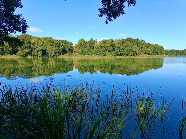 202508260-40 - Tauchowsee bei Alt Schwerin, Mecklenburgische Seenplatte, Mecklenburg-Vorpommern, Deutschland